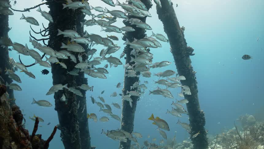 A school of silver iridescent fish slowly move around a tall stalk of coral near the bright sea floor in bright blue water