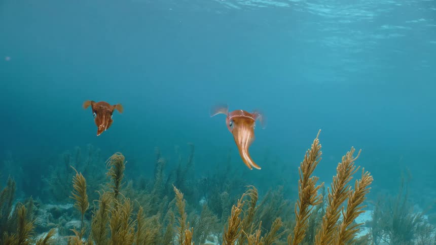 A clip of a shrimp under water