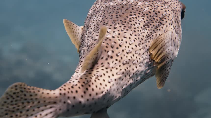 Close up of a puffer fish swimming in the ocean