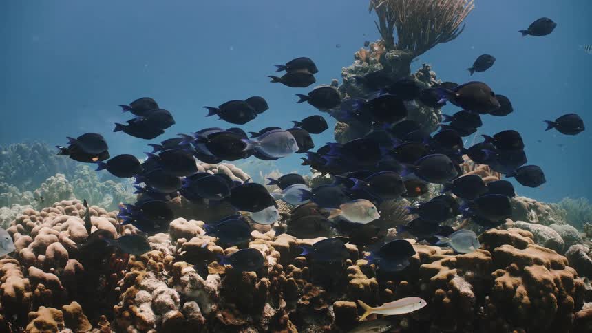 A shoal of tropical fish swimming over a coral reef