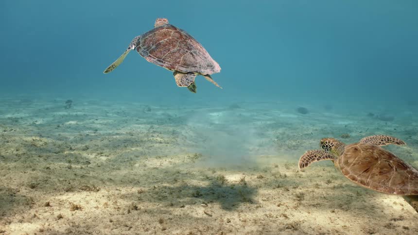 Under the sea turtles and fish swimming in slow motion