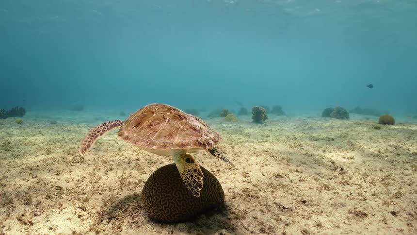 Sea turtle at seabed in daylight