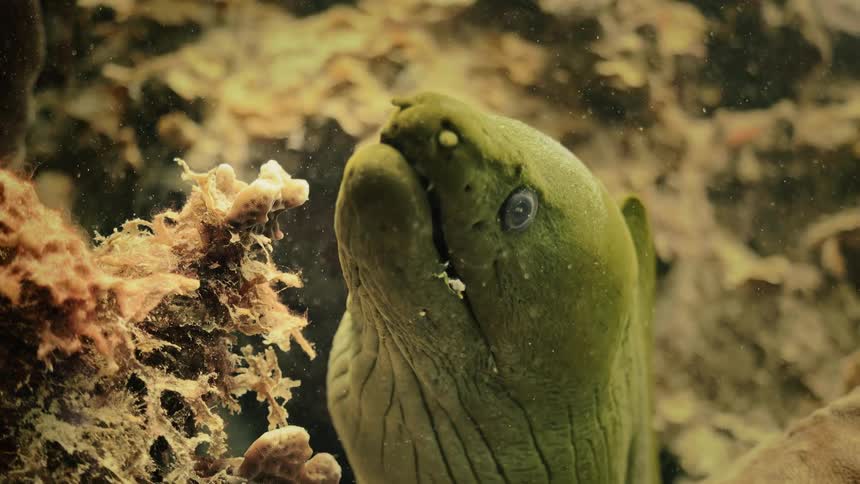 Green eel opening and closing its mouth in slow motion