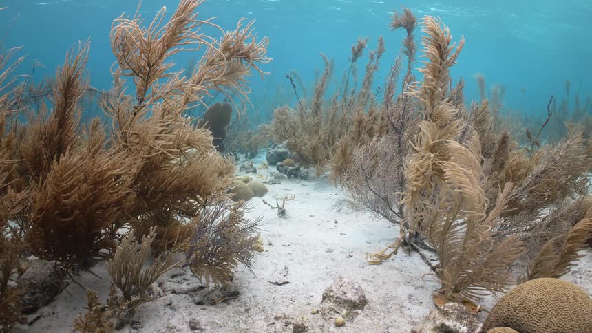 View of corals and reefs on the ocean floor