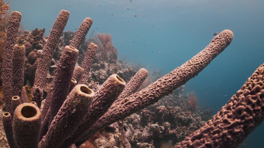 Aquatic plants and corals wave in the ocean current