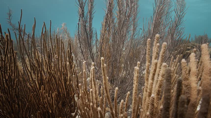The coral reef sways on the ocean floor