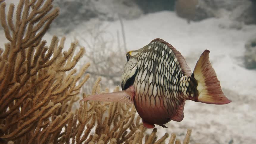 A fish swimming and looking for food next to an anemone