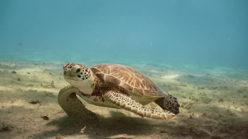 A sea turtle is swimming among small fish over the seabed as light shines from above