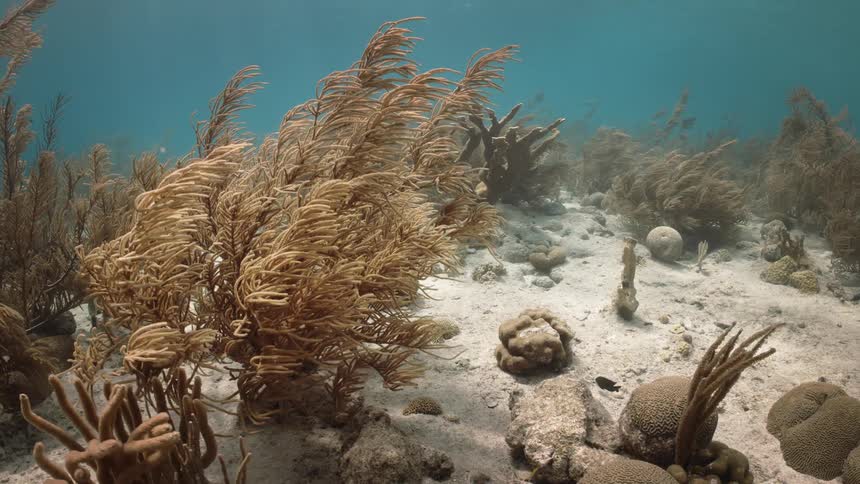 View from inside the sea with reef and coral