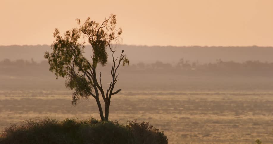 The long field is covered with fog