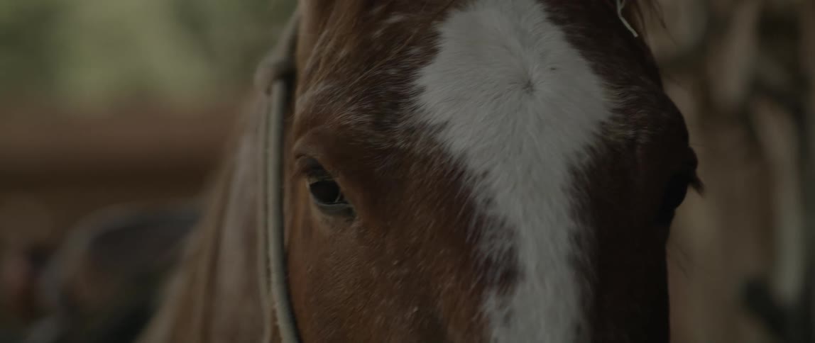Closeup on the face and eyes of a horse