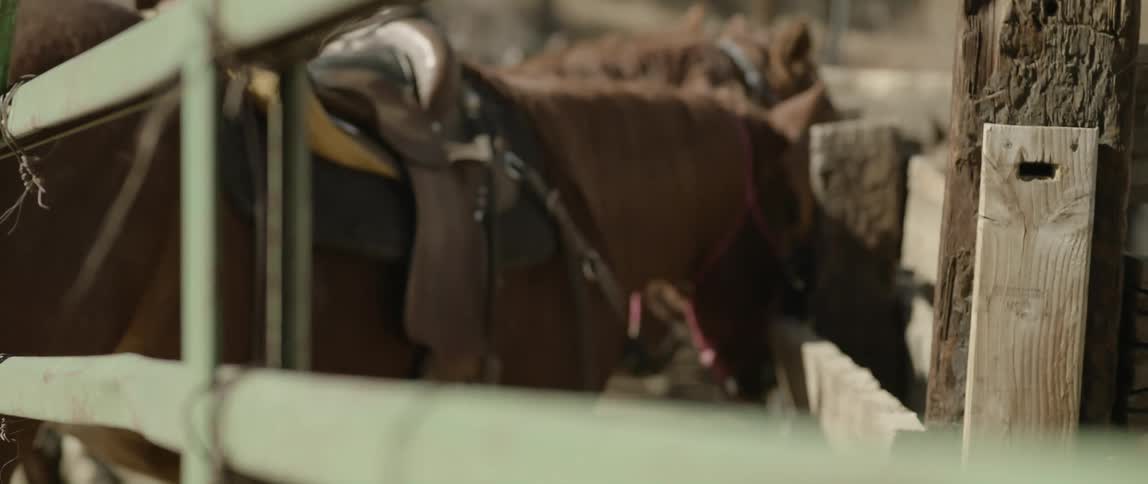 Horses in an open ranch