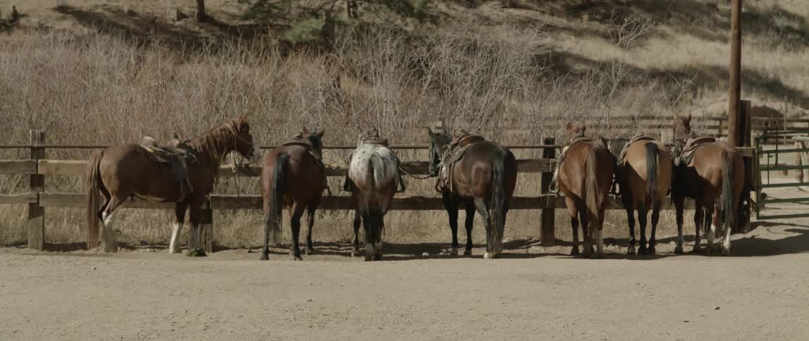Several horses stand in a line facing wooden fence