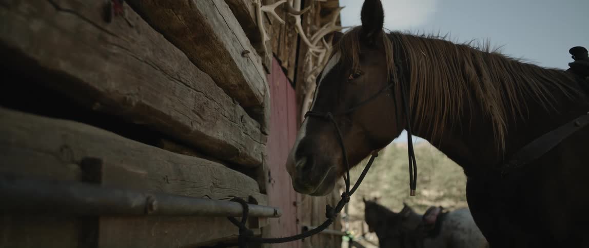 A horse tied by the bridle to the wood of the house