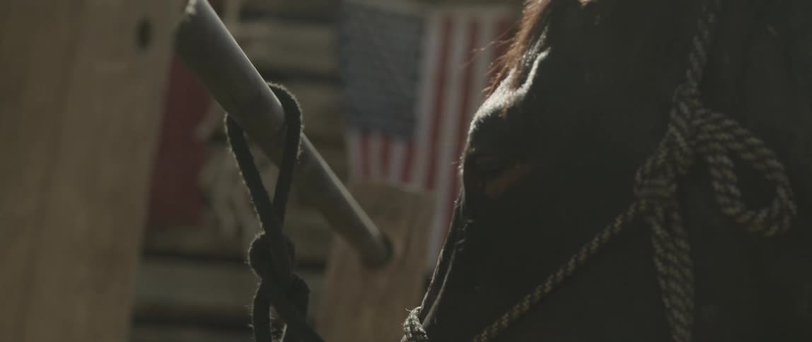 Head of a horse tied to a rod during the day
