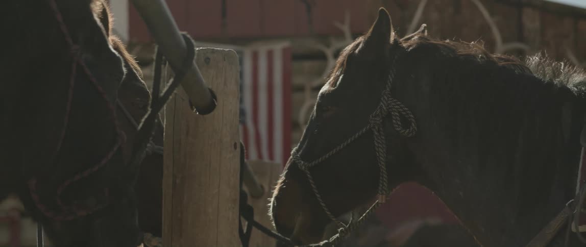 Horse tied next to a barn with an american flag waving in the wind