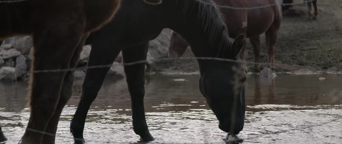 Horses in a natural environment with one of them drinking water from the river