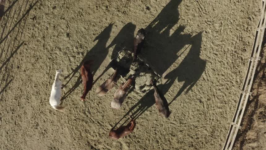 Aerial of horses in a corral eating hay