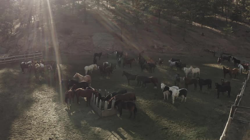 A herd of horses on a ranch and strong sunlight coming from the sky