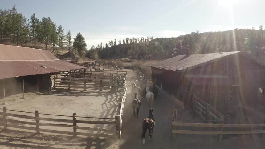 Several horses on a ranch passing along a path to a stable
