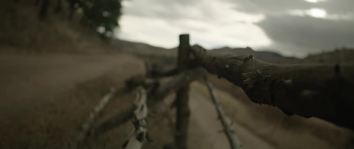A road with grasses on its side along with trees