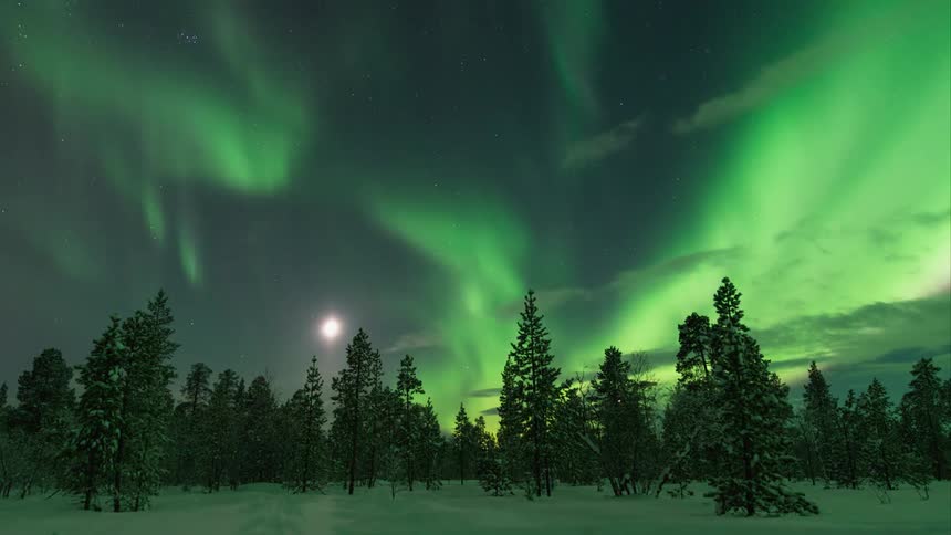 Green auroras flaring in the sky above a winter forest