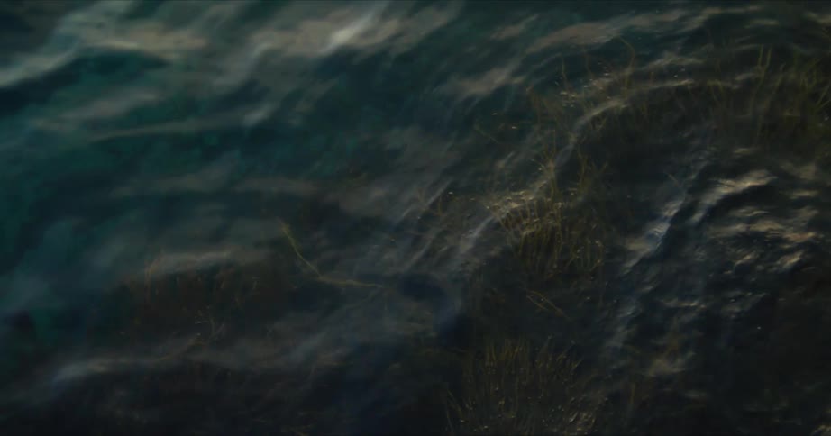 View of a lake with aquatic plants and morning sunlight reflection