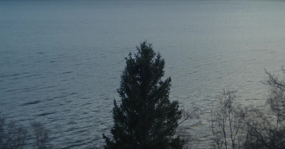 Tall green tree stands against the body of water