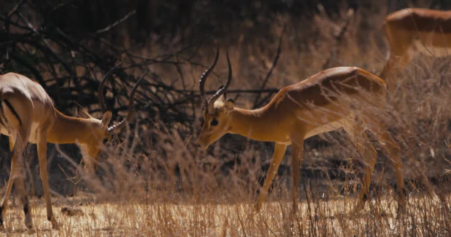 Impalas fighting in the forest during the day