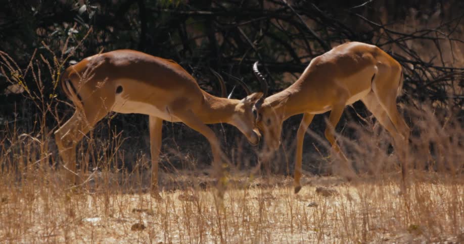 Impalas disputing territory by fighting with their horns
