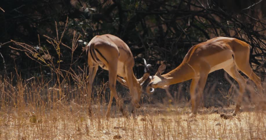 Two horned animals battling in the midst of the jungle