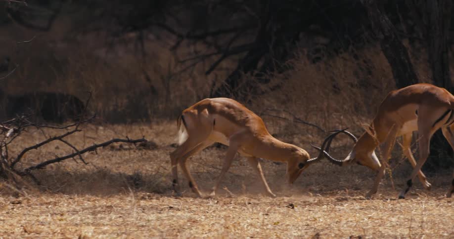 Impalas fighting for territory on safari