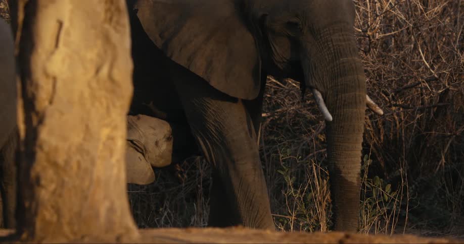 Elephant calf under its mother in the midst of the jungle
