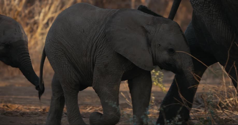 Baby elephant closely trailing its mother while they walk on a sunny day