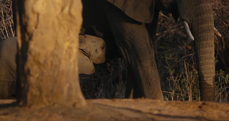 A baby elephant taking shelter under its mother at sunset