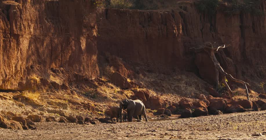 Elephants in a river drinking water during hot day