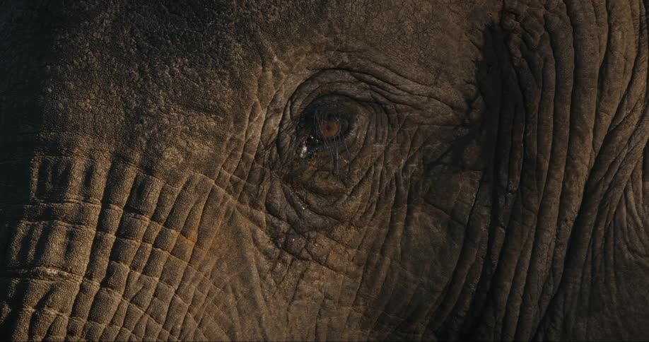 Closeup of an elephants face