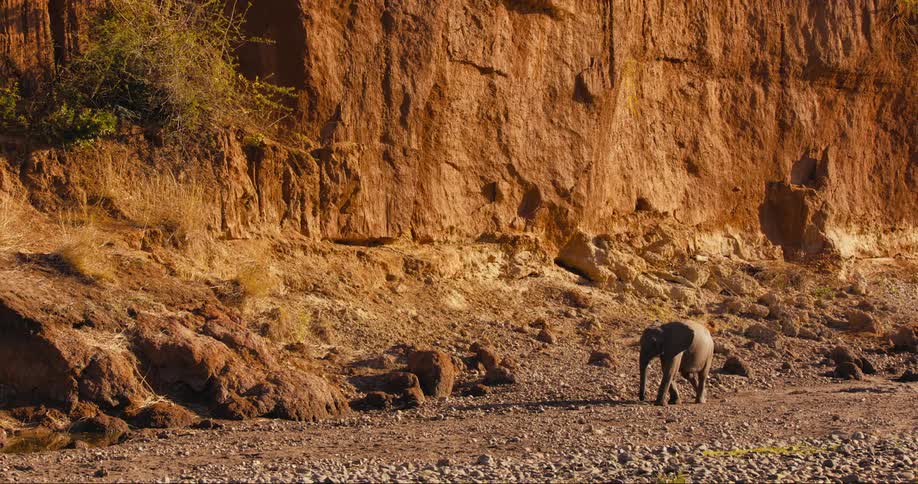 Elephant walking along a rocky dried up riverbed on a sunny day