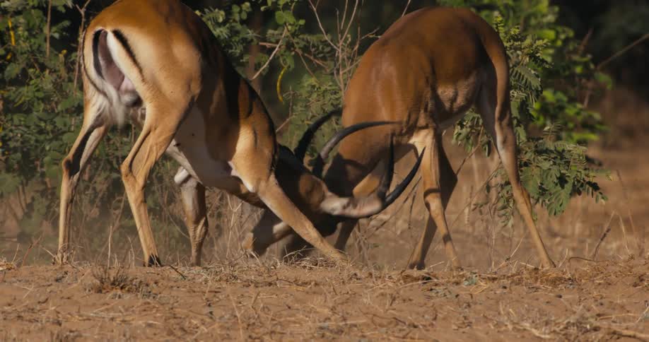 Two young antelope bucks butt heads locking horns in a nature park during the day