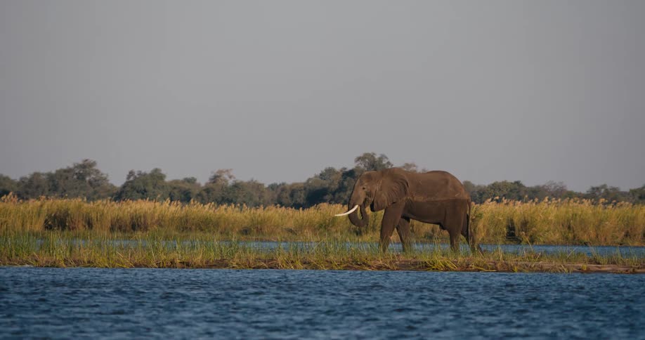 An elephant river in the forest during sunny day