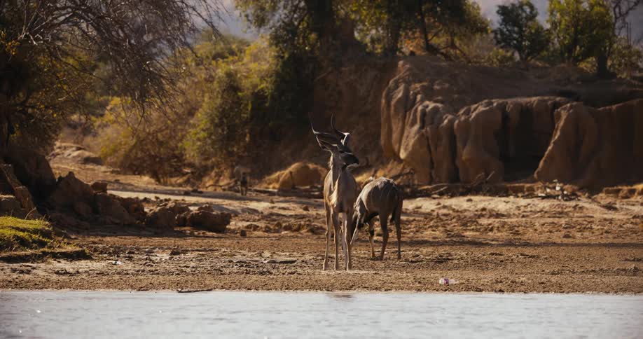 Two greater kudus close to the river bank