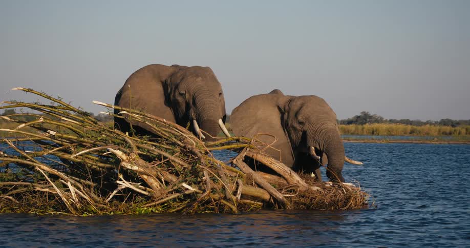 Elephants pushing a fallen tree into the water during a hot day
