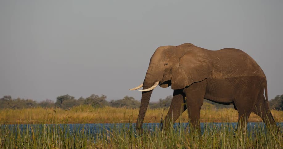 Elephant by the river in the jungle eating vegetation