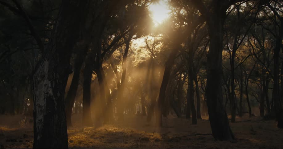 Rays of sunlight shine through trees in a dusty forest