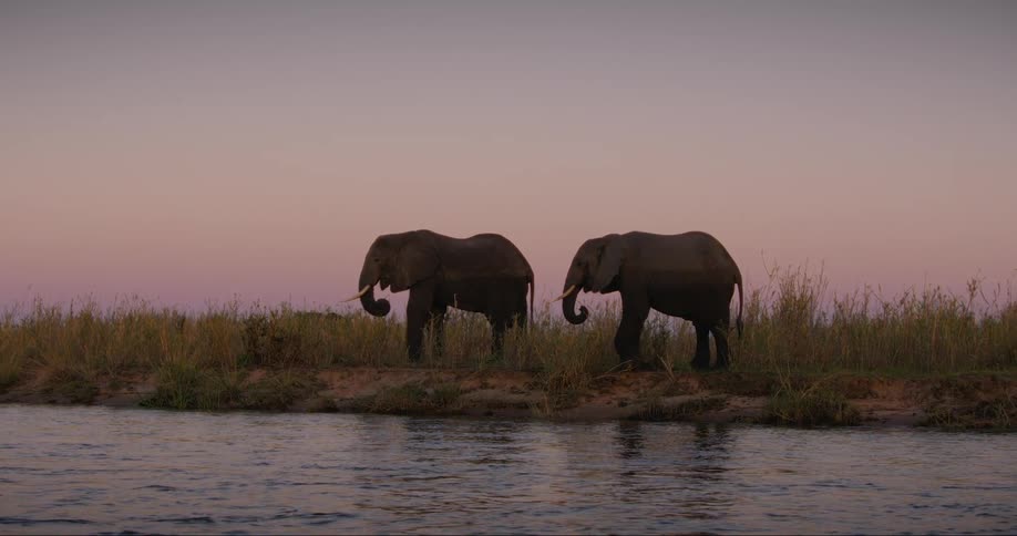 Elephants feeding on leaves by the lake under a morning sky