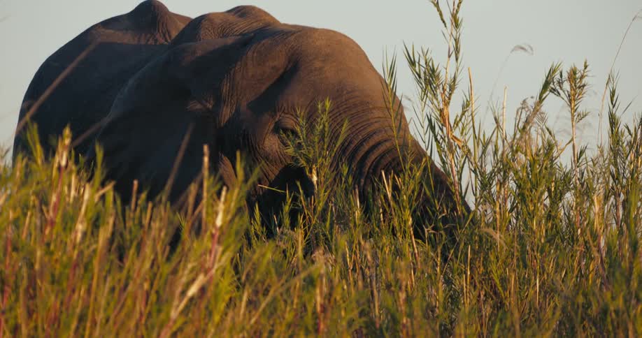 Elephant feeding on vegetation in the jungle