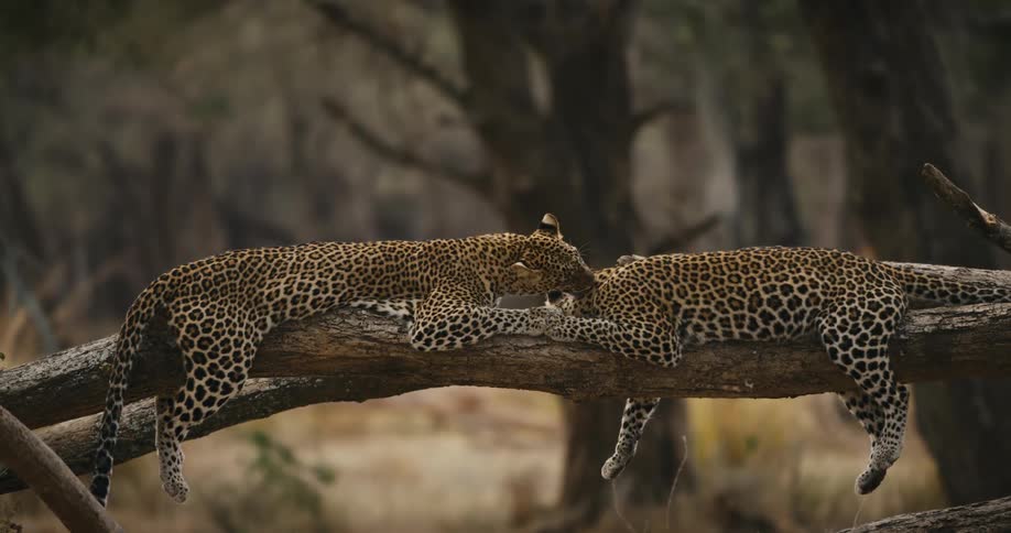 Two leopards lying in a tree at dusk with one cleaning the other