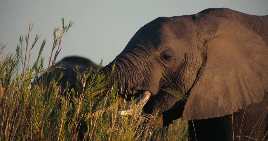 An elephant eating grass on safari during the day