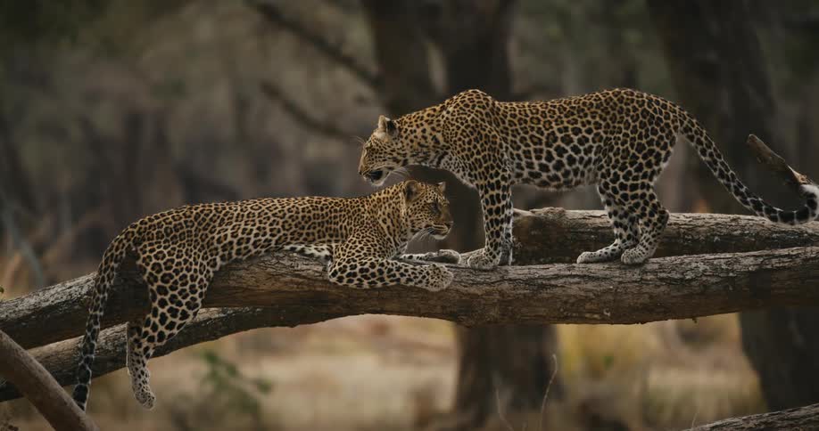 Two leopards lying on the trunk of a fallen tree in the savanna