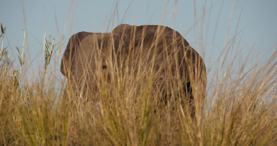 An elephant moves its trunk low to the ground as it walks among tall weeds